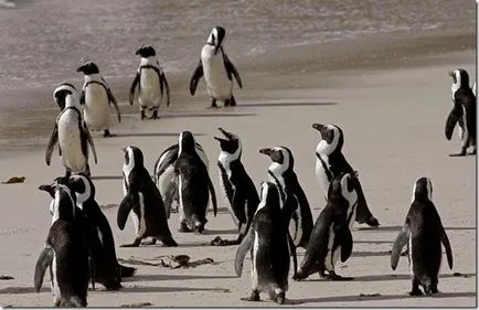 Penguins - необичайни птици