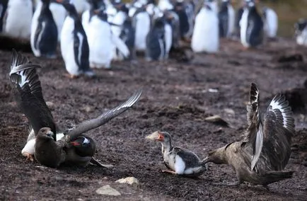 Penguins, животински енциклопедия