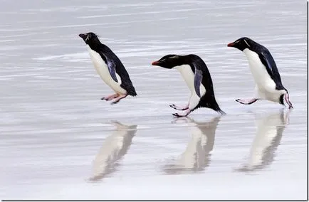 Penguins - необичайни птици