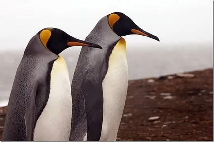 Penguins - необичайни птици