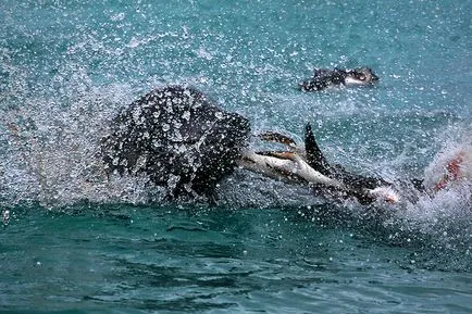 Penguins, животински енциклопедия