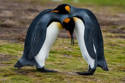 Penguins, животински енциклопедия