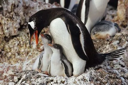 Penguins, животински енциклопедия