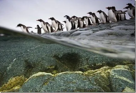 Penguins - необичайни птици