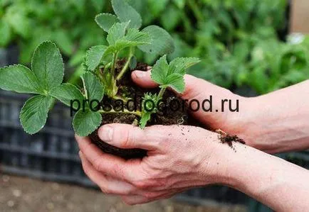 Трансплантация на ягоди технология есен, подходящи грижи, изборът на място и време, видео и снимки