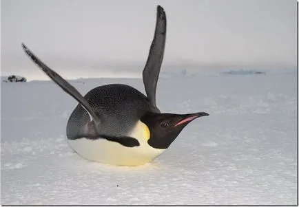 Penguins - необичайни птици