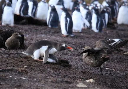 Penguins, животински енциклопедия