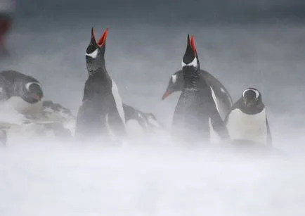 Penguins, животински енциклопедия
