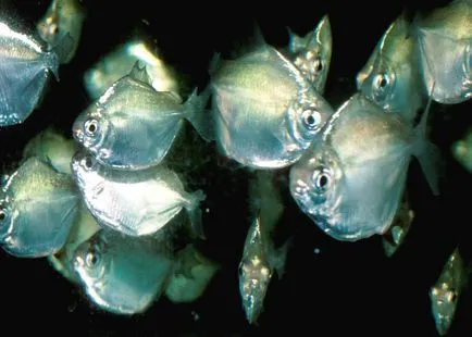 Piranha - най-хищни риби