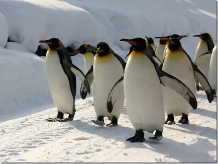 Penguins - необичайни птици