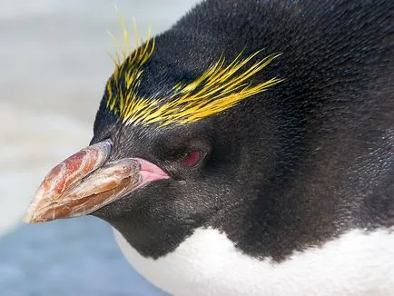 Penguins, животински енциклопедия