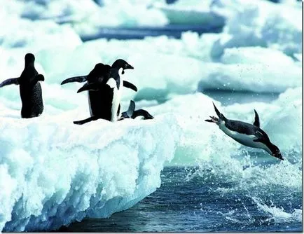 Penguins - необичайни птици