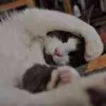 Защо котката ръмжи и съска, когато човек се храни с месо или просто на хоста, когато гали или