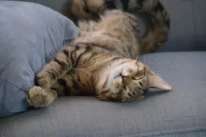 Защо котките murchat и какво ги мотивира да се направи