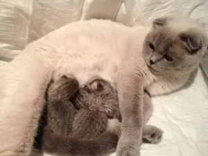Защо котките murchat и какво ги мотивира да се направи