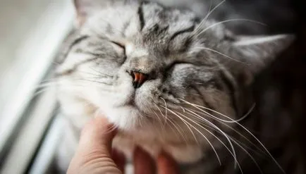 Защо котките murchat защо и как го правят