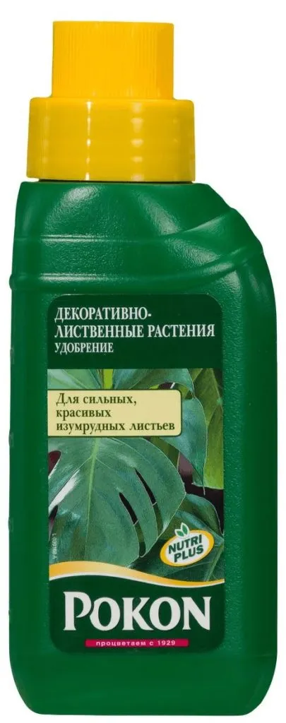 Защо не антуриум разцвет у дома си, как да се грижи, че тя разцъфтя, и какво да правят по време на