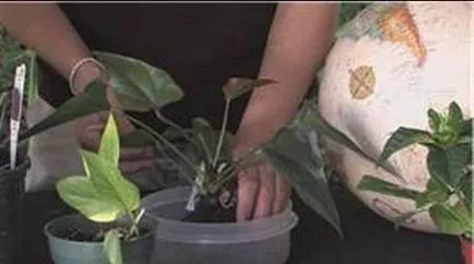 Защо не цъфтят Anthurium Anthurium - как да се грижим антуриум (антуриум) Защо не цъфтят Anthurium Anthurium - как да се грижим антуриум