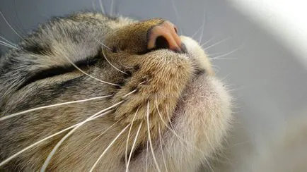 Защо котките мокър нос