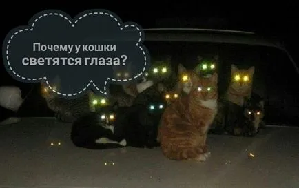 Защо котки очите светят 1 (червени очи) Защо котки очите светят 1
