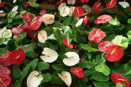 Защо не цъфтят Anthurium Anthurium - как да се грижим антуриум (антуриум) Защо не цъфтят Anthurium Anthurium - как да се грижим антуриум