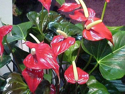 Защо не цъфтят Anthurium Anthurium - как да се грижим антуриум (защо не цъфти Anthurium Anthurium как да се грижим антуриум разцвет) Защо не цъфтят Anthurium Anthurium - как да се грижим антуриум
