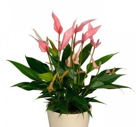 Защо не цъфтят Anthurium Anthurium - Anthurium как да се грижи (грижи) Защо не цъфтят Anthurium Anthurium - как да се грижим антуриум