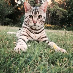 Котки на ивици - catstock