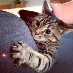 Котки на ивици - catstock