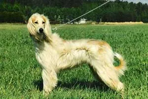 Куче породата Group