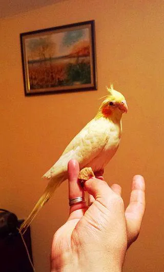 Cockatiel папагали отзиви и съдържание у дома