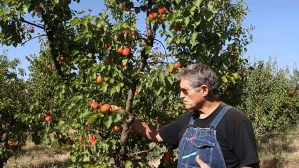 Засаждане на кайсии пролетта резитба