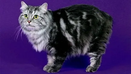 Шарен породи котки, горната част 9