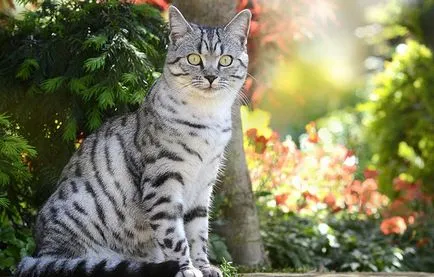размножават коте от Whiskas реклама