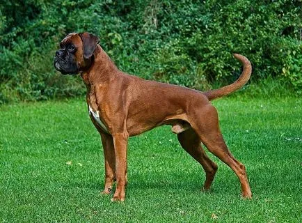 Boxer куче порода описание, различия и особености (боксьор трябва да знае) Boxer куче порода описание, различия и особености