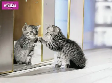 Порода на котка от Whiskas реклама - какво порода се снима в реклама