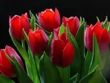 Засаждане на нарциси - къде, кога и как да се засадят нарциси, нарциси основание за