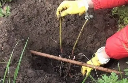 Засаждане на божури, отглеждане грижи за разсад, технологии, снимка