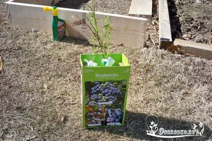 Засаждане на боровинки семена и посадъчен материал, стъпка по стъпка ръководство