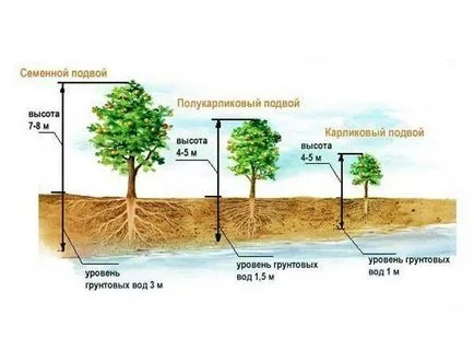 Засаждането ябълкови дървета къде, как и кога да засадят правилно