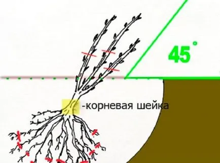 френско грозде засаждане през есента, както правилно възможно най-добре (вдясно) Кацане касис есента като правилно възможно най-добре