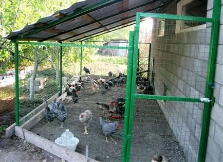 Условия за съдържанието на кокошките носачки у дома (съдържание) Условия за съдържанието на кокошките носачки у дома