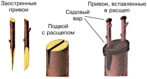 Присаждане на череши и череша слива - методи и резултатите (средства) Ваксинирането на череша череша и слива - методите и резултатите