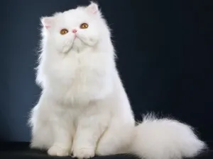 Вярвания и суеверия за котки