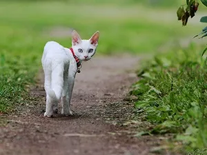 Вярвания и суеверия за котки