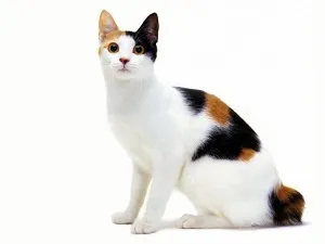 Вярвания и суеверия за котки