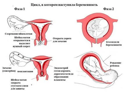 Закрепването на ембриона в матката
