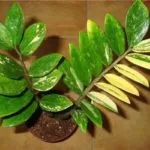Какво трябва да направя, ако Zamioculcas листата пожълтяват и защо това се случва, както и други заболявания и