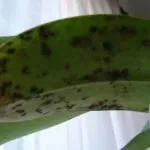 Какво трябва да направя, ако Zamioculcas листата пожълтяват и защо това се случва, както и други заболявания и