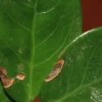 Какво трябва да направя, ако Zamioculcas листата пожълтяват и защо това се случва, както и други заболявания и